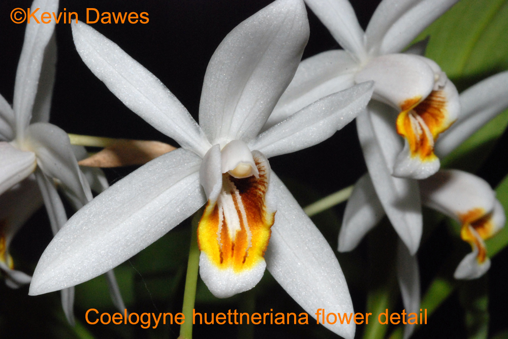 ［洋蘭原種］Coelogyne huettneriana Coelogynes.com